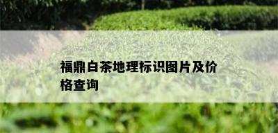 福鼎白茶地理标识图片及价格查询