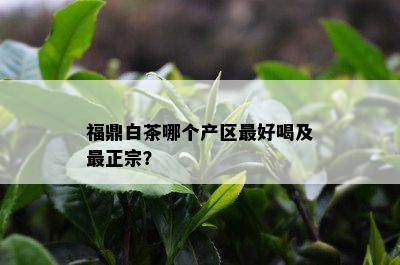 福鼎白茶哪个产区更好喝及最正宗？