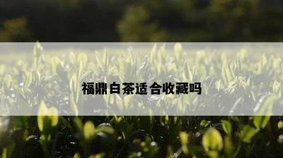 福鼎白茶适合收藏吗