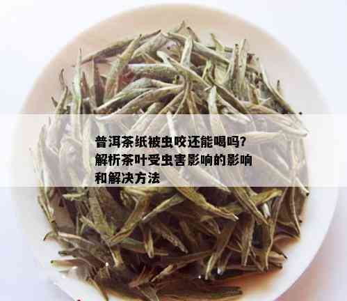 普洱茶纸被虫咬还能喝吗？解析茶叶受虫害影响的影响和解决方法