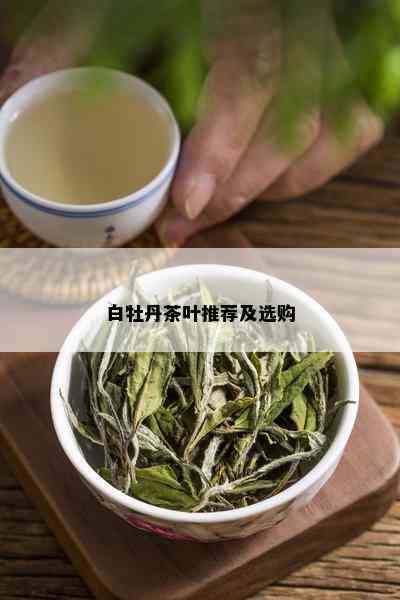 白牡丹茶叶推荐及选购