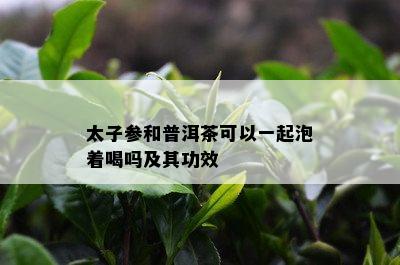 太子参和普洱茶可以一起泡着喝吗及其功效