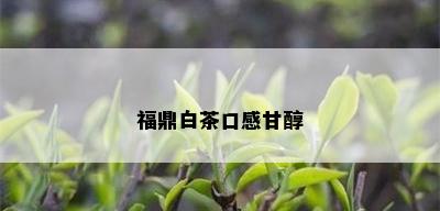 福鼎白茶口感甘醇