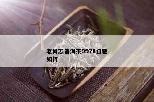 老同志普洱茶9978口感如何