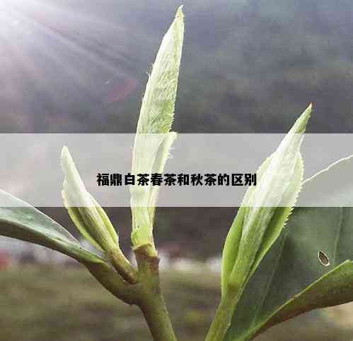 福鼎白茶春茶和秋茶的区别