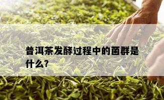 普洱茶发酵过程中的菌群是什么？