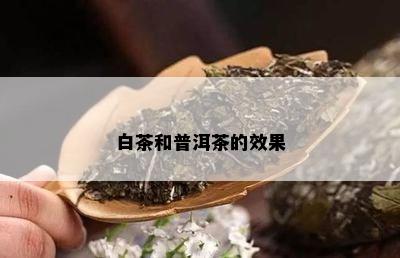 白茶和普洱茶的效果