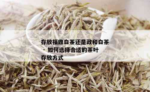 存放福鼎白茶还是政和白茶 - 如何选择合适的茶叶存放方式