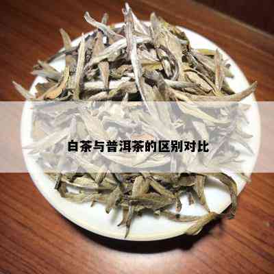 白茶与普洱茶的区别对比