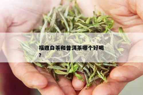 福鼎白茶和普洱茶哪个好喝？