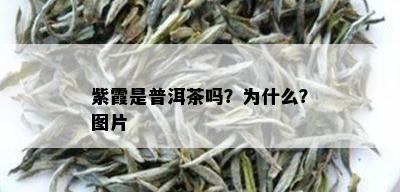 紫霞是普洱茶吗？为什么？图片