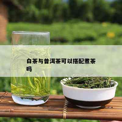 白茶与普洱茶可以搭配煮茶吗