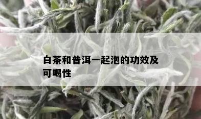 白茶和普洱一起泡的功效及可喝性