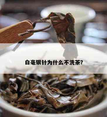 白毫银针为什么不洗茶？