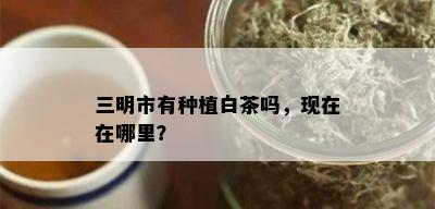 三明市有种植白茶吗，现在在哪里？