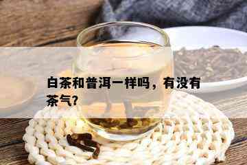 白茶和普洱一样吗，有没有茶气？