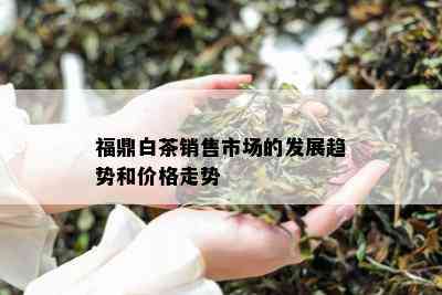 福鼎白茶销售市场的发展趋势和价格走势