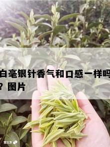 白毫银针香气和口感一样吗？图片