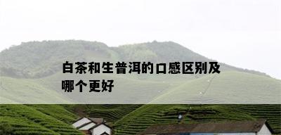 白茶和生普洱的口感区别及哪个更好