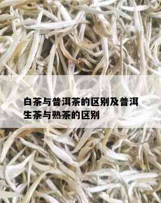 白茶与普洱茶的区别及普洱生茶与熟茶的区别