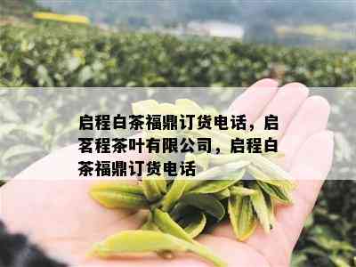 启程白茶福鼎订货电话，启茗程茶叶有限公司，启程白茶福鼎订货电话