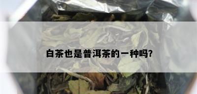 白茶也是普洱茶的一种吗？