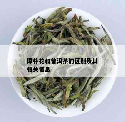 厚朴花和普洱茶的区别及其相关信息