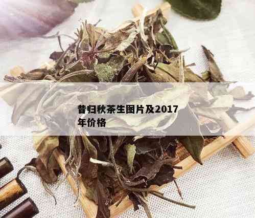 昔归秋茶生图片及2017年价格