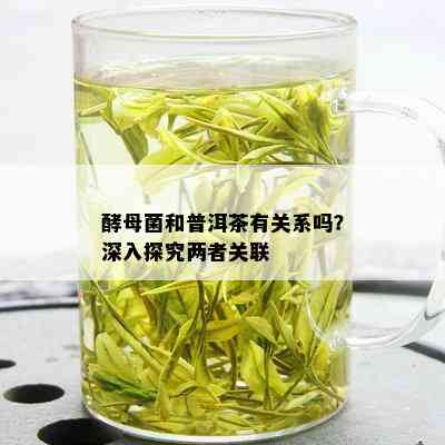 酵母菌和普洱茶有关系吗？深入探究两者关联