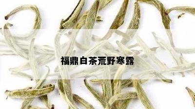 福鼎白茶荒野寒露