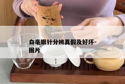 白毫银针分辨真假及好坏-图片