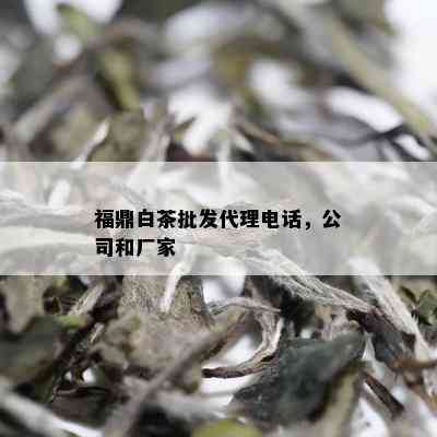 福鼎白茶批发代理电话，公司和厂家