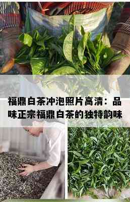 福鼎白茶冲泡照片高清：品味正宗福鼎白茶的独特韵味