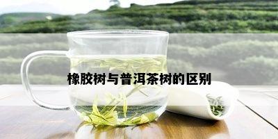 橡胶树与普洱茶树的区别