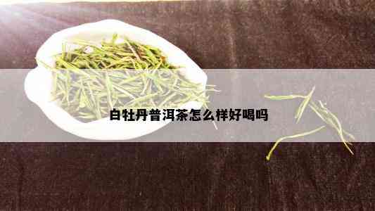 白牡丹普洱茶怎么样好喝吗