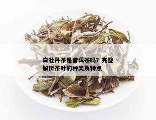 白牡丹茶是普洱茶吗？完整解析茶叶的种类及特点