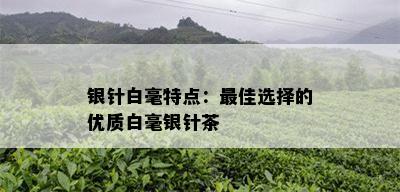 银针白毫特点：更佳选择的优质白毫银针茶