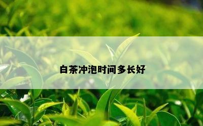 白茶冲泡时间多长好