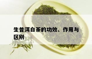 生普洱白茶的功效、作用与区别