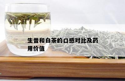 生普和白茶的口感对比及药用价值