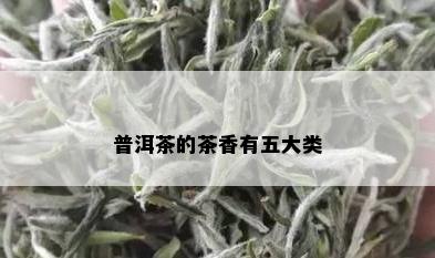 普洱茶的茶香有五大类