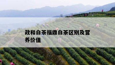 政和白茶福鼎白茶区别及营养价值