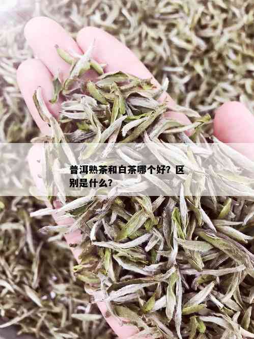 普洱熟茶和白茶哪个好？区别是什么？