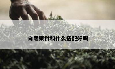 白毫银针和什么搭配好喝