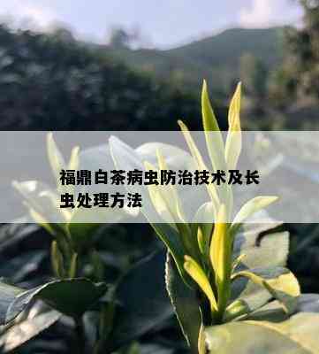 福鼎白茶病虫防治技术及长虫处理方法