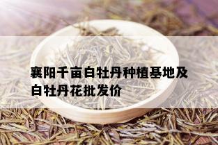 襄阳千亩白牡丹种植基地及白牡丹花批发价