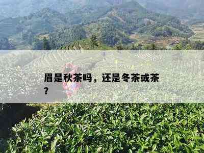 眉是秋茶吗，还是冬茶或茶？