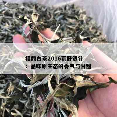 福鼎白茶2016荒野银针：品味原生态的香气与甘甜