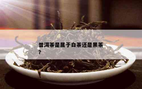 普洱茶是属于白茶还是黑茶？