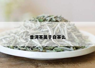 普洱茶属于白茶么